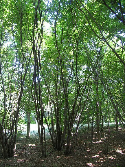 アブラチャン（油瀝青）