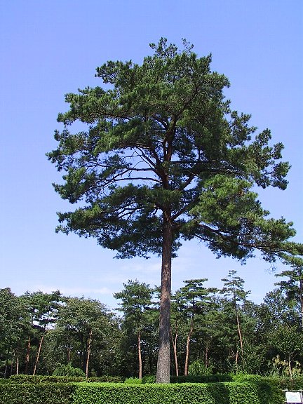 アカマツ（赤松）