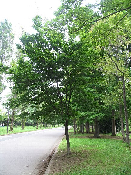 アカシデ（赤四手）