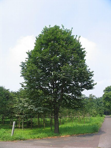 ボダイジュ（菩提樹）