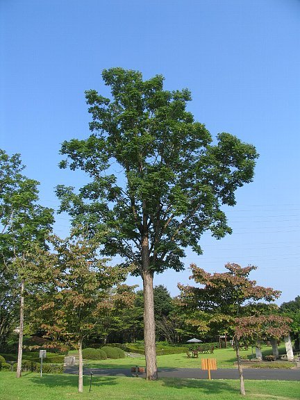 香椿(チャンチン) チャンチン（香椿）