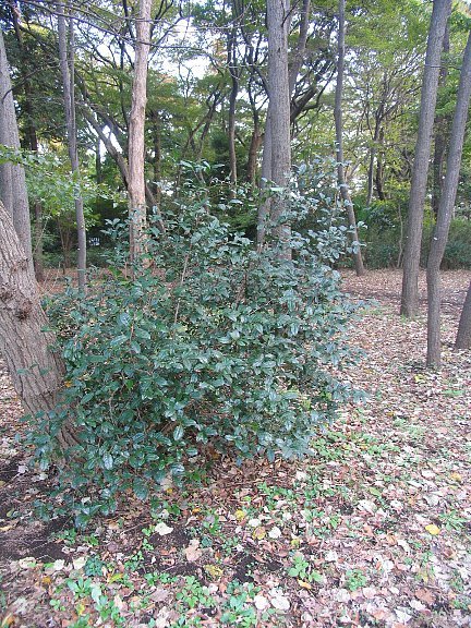 茶の木 チャノキ（茶の木）