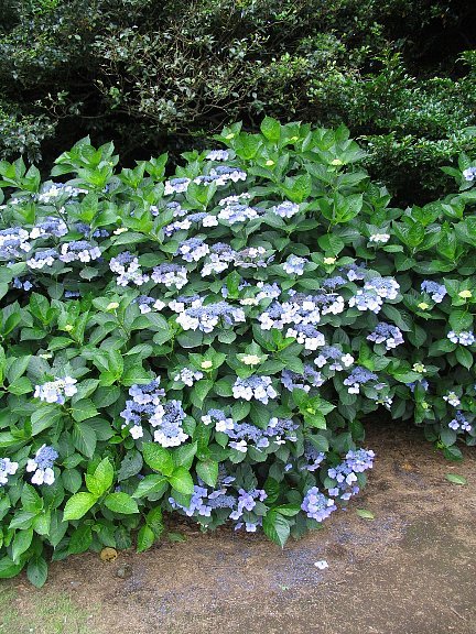 植木・花木・庭木】ガクアジサイ 額紫陽花 あじさい 青花 大株 6-1