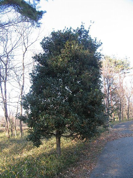 ヒイラギ（柊）