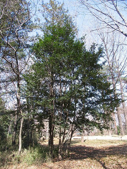 自然な樹形が美しい 山採りの ヒサカキ 672 樹高1.6m位 ヒメサカキ 姫榊 自然な樹形が美しい 山採りの ヒサカキ 672 樹高1.6m位 ヒメサカキ 姫