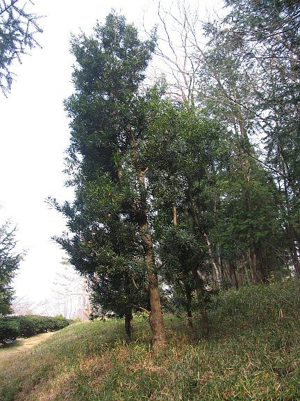 常緑樹 マキ　槇　ガーデニング　樹木　植木　三重 常緑樹 マキ槇ガーデニング樹木植木三重