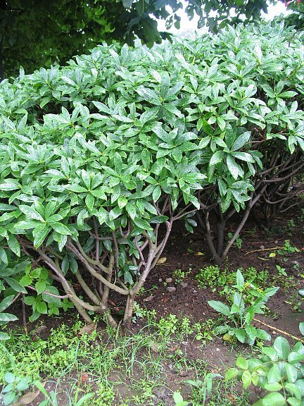 沈丁花 Amazon | 庭木苗：沈丁花（赤花）*ジンチョウゲ じんちょうげ | 花