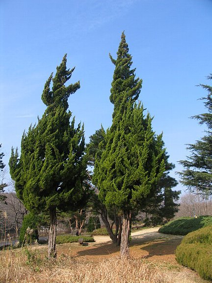 レア物♪貝塚伊吹(カイズカイブキ) えらう 