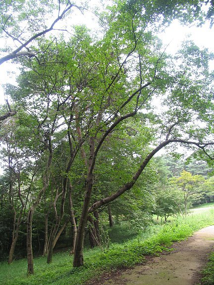 鹿子木楓（カラコギカエデ）盆栽 SS003 鹿子木楓(カラコギカエデ)盆栽 SS003 カラコギカエデ（鹿子木楓）