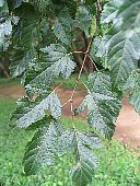 カラコギカエデ（鹿子木楓）