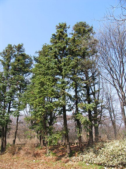 コウヨウザン（広葉杉）