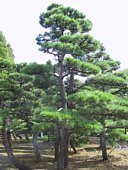 【現品】黒松（くろまつ）（クロマツ）根巻　 うC番 現品】黒松（くろまつ）（クロマツ）根巻 2T番 - メルカリ