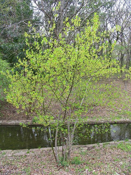 クロモジ（黒文字）