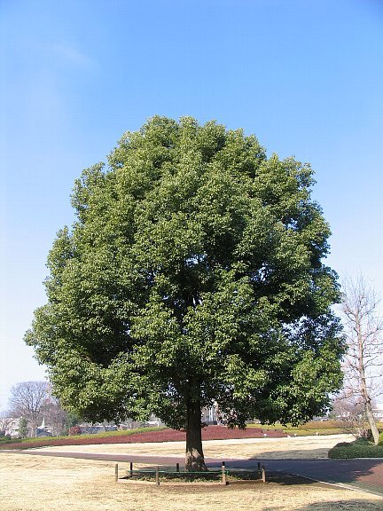 くすのき！ 検索詳細｜みやざきの文化財情報