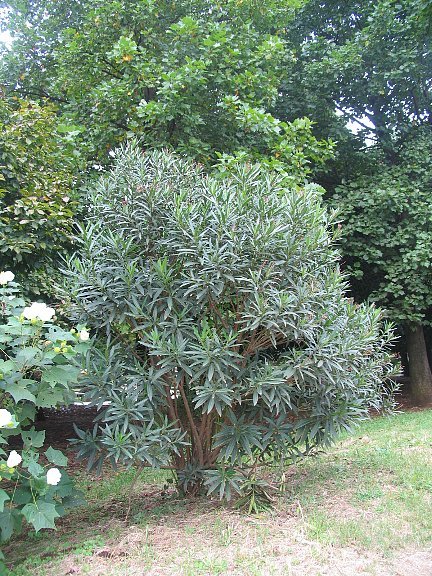 キョウチクトウ（夾竹桃）