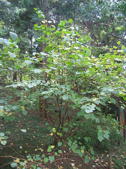 麻倉ヨウ 人気の落葉樹 マルバノキ 372 樹高1.7m位 丸葉の木 シンボル