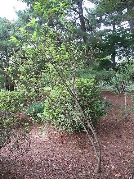 ネコヤナギ ネコヤナギ（猫柳） - peaの植物図鑑