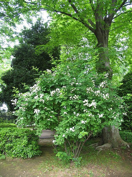 ノイバラ（野薔薇）