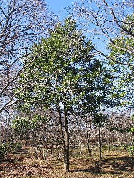 森の植物の歳時記》 ［150］ 【オガタマノキ（招霊の木 小賀玉の