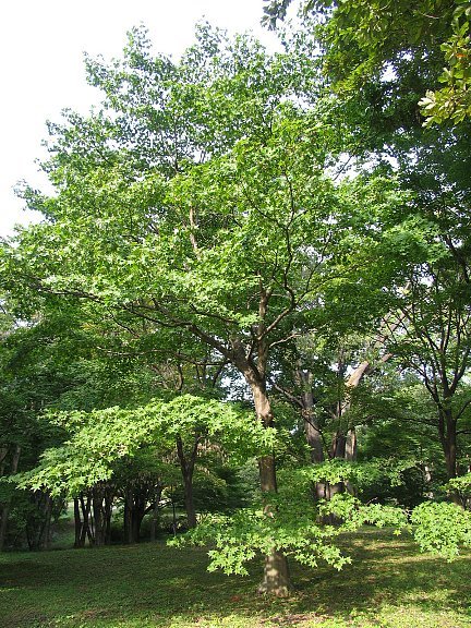 オオモミジ　樹高H1.5m イロハモミジ 5本立ち 樹高H1.5m