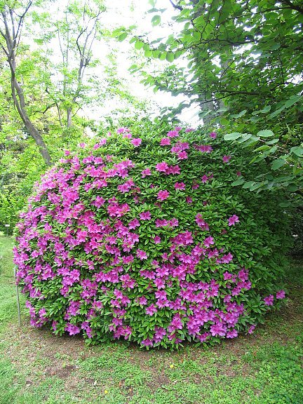 オオムラサキ（大紫）