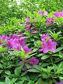 オオムラサキ（大紫）