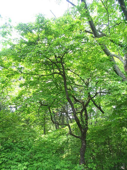 サワフタギ（沢蓋木）