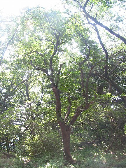 シャシャンボ（小小ん坊）