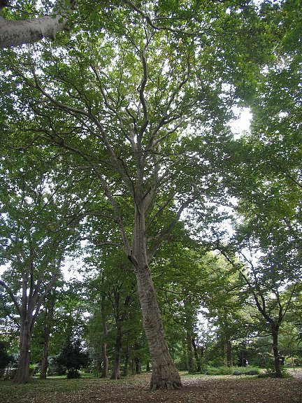 木　すずかけの木 アメリカスズカケノキ - Wikipedia