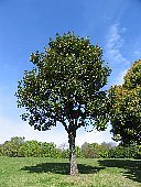 タイサンボク（泰山木・大山木）