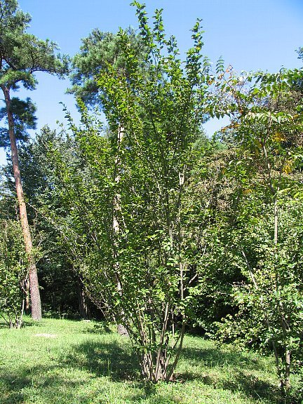 トサミズキ（土佐水木）