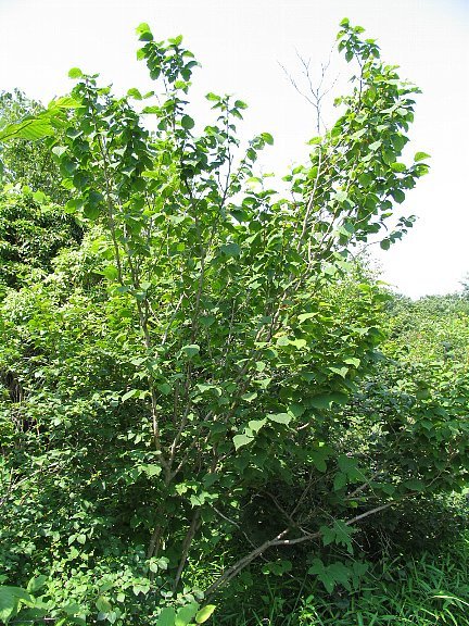 ツノハシバミ（角榛）