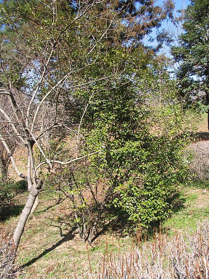 ツルグミ（蔓茱萸）