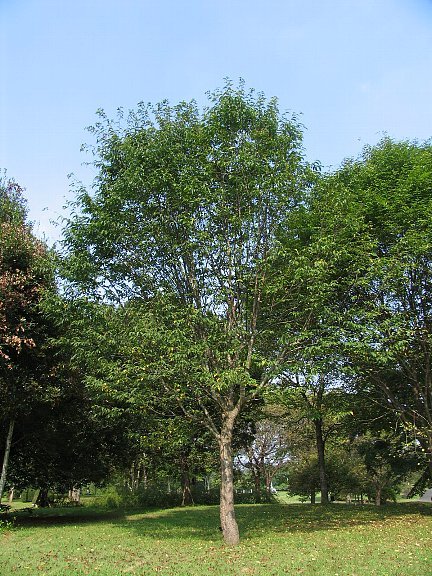 ウワミズザクラ（上溝桜）