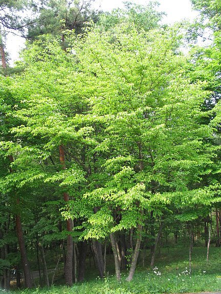 ヤマボウシ（山法師）